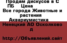 Продам дискусов в С-ПБ. › Цена ­ 3500-4500 - Все города Животные и растения » Аквариумистика   . Ненецкий АО,Осколково д.